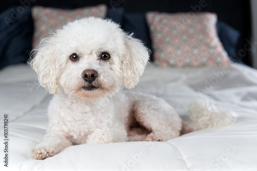 White Bichon Frise on a bed with white comfortor Fototapet