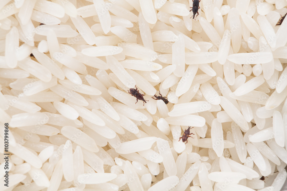 close up of weevil destroy rice. - obrazy, fototapety, plakaty 