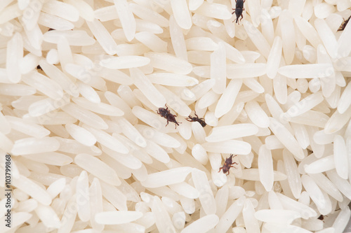 close up of weevil destroy rice.