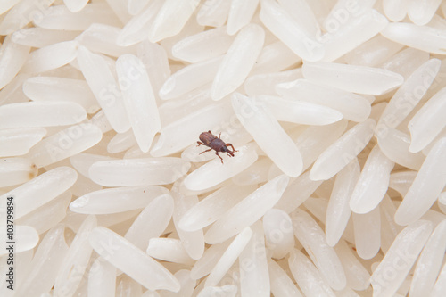 close up of weevil destroy rice. photo