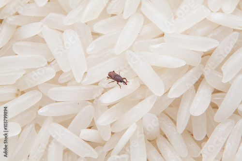 close up of weevil destroy rice.