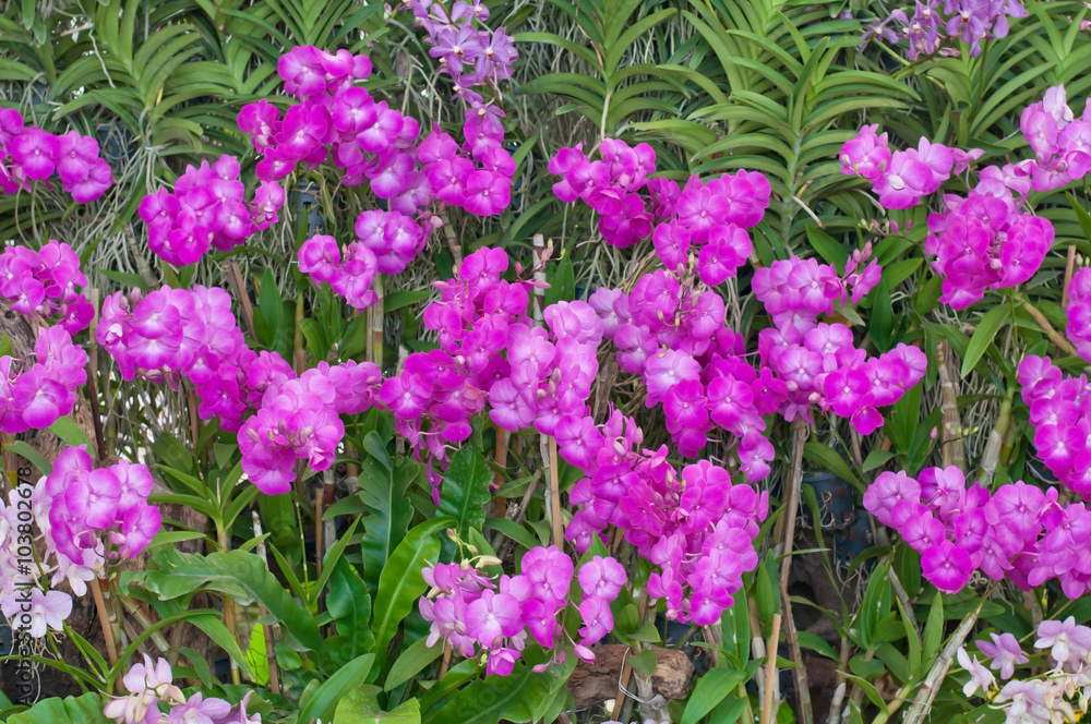 Beautiful purple orchid in garden