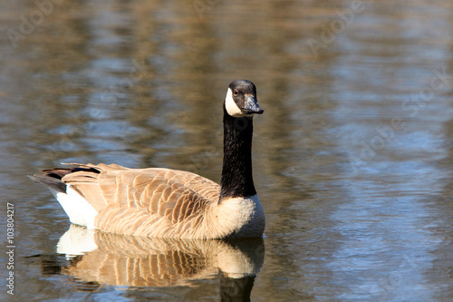 Color DSLR stock image of a Canadian Goose (Branta Canadensis) swimming on a calm pond. Horizontal with copy space for text