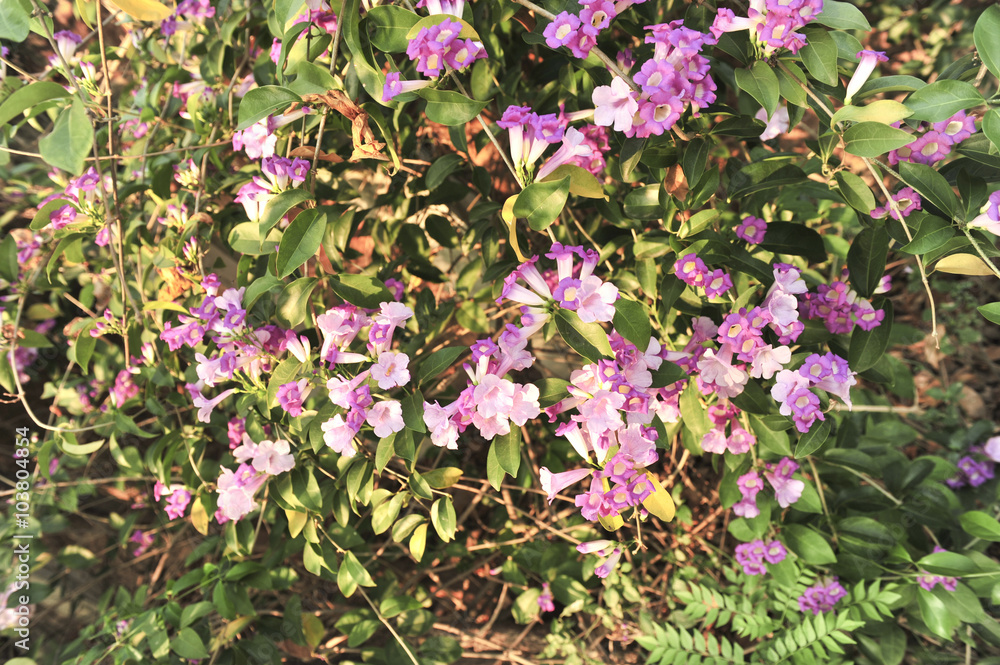 Garlic vine violet flower Garlic vine violet flower