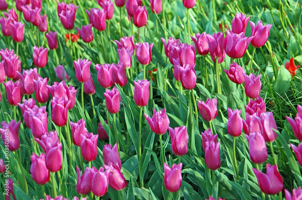 Fototapeta premium Tulip flowerbed