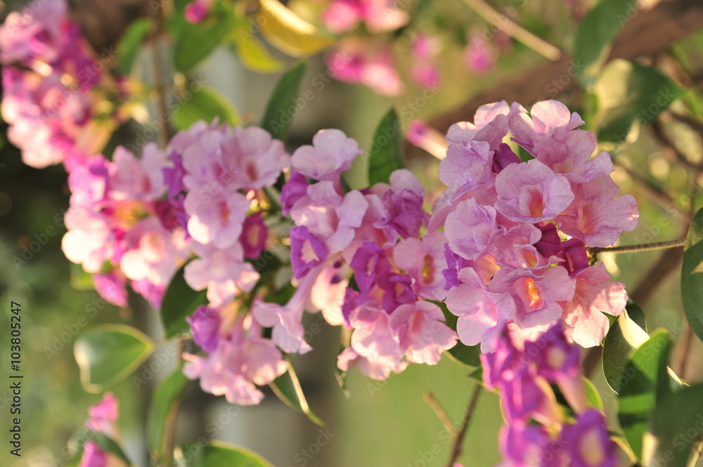 Garlic vine violet flower