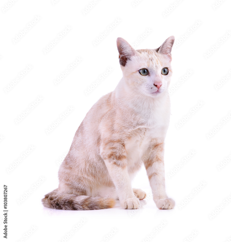 Cute kitten, isolated on white background