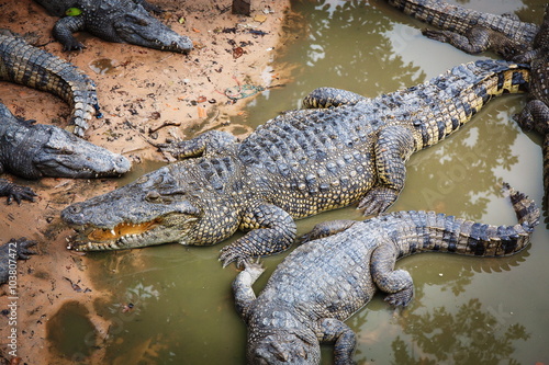 Large crocodiles in Cambodia