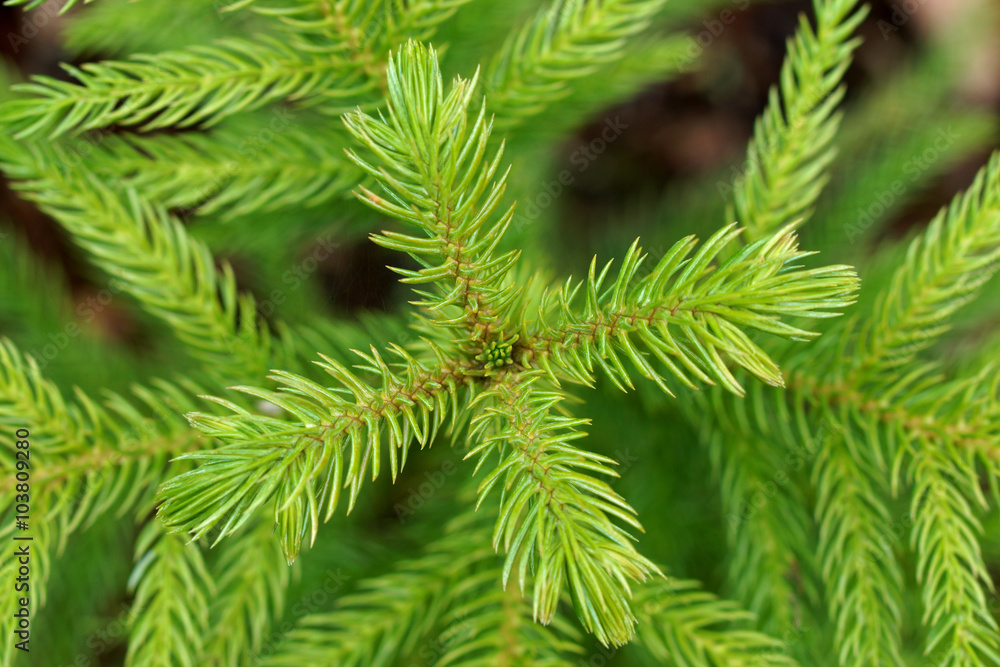 Macro of top view Nolfolk island pine leaves. Macro of top view Nolfolk island pine leaves.