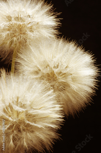 Fototapeta Naklejka Na Ścianę i Meble -  Dandelions close-up on dark