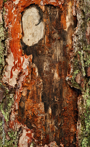 texture of old wood with bark with beautiful colorful pattern