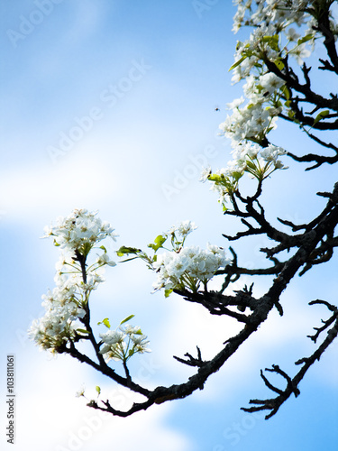 Branch of blossomed plum on spring sky bacground.