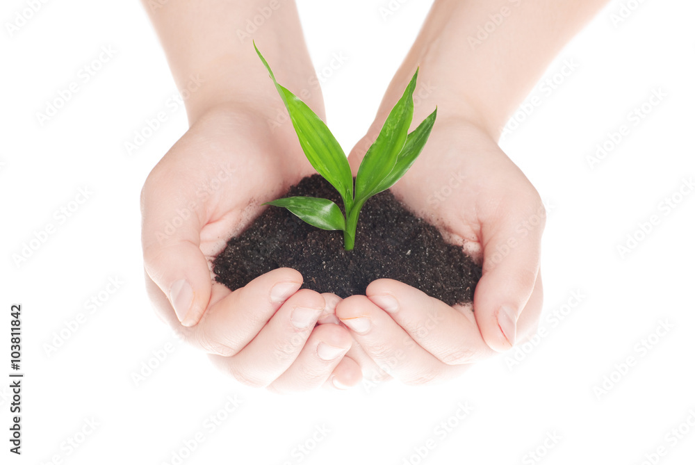 hands holding green small plant new life concept hands holding green small plant new life concept