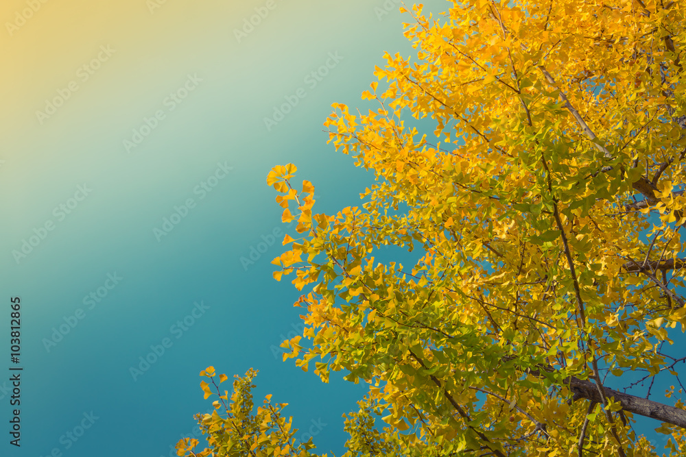 Fototapeta premium Beautiful Colorful Autumn Leaves
