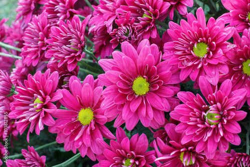 pink flower with long thin petals & a yellow center.