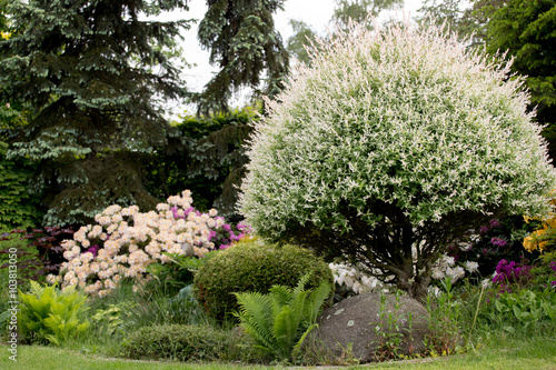 Beautiful spring garden design with rhododendron