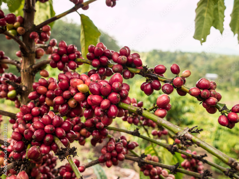 pure red bunch of coffee seeds in a plantation. pure red bunch of coffee seeds in a plantation.