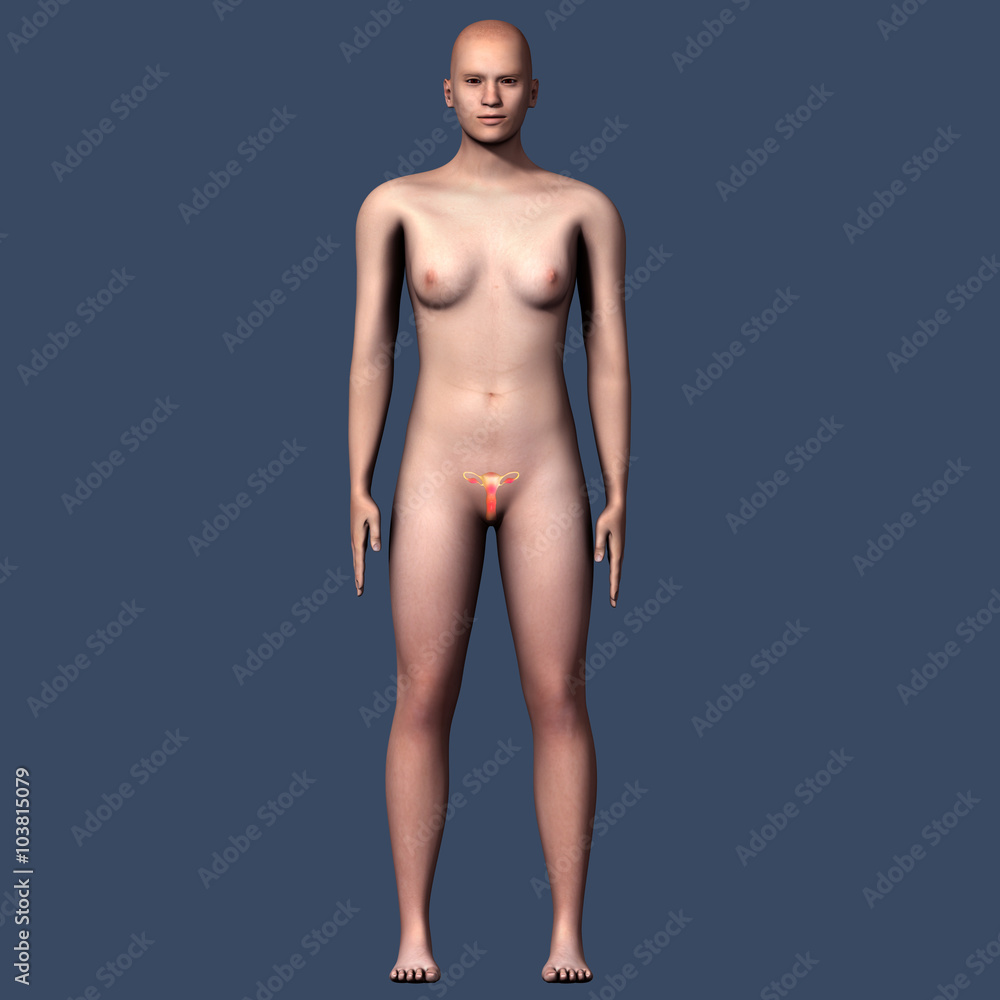 femail human body organes femail human body organes