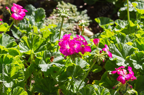 Fototapeta Naklejka Na Ścianę i Meble -  Geranium flowers in the garden