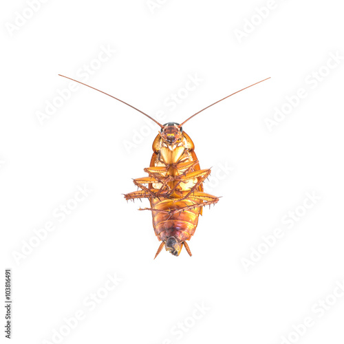 Closeup dead cockroach isolated on white background