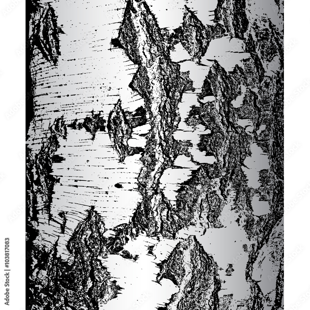Obraz premium Bark of birch in the cracks texture. Vector illustration