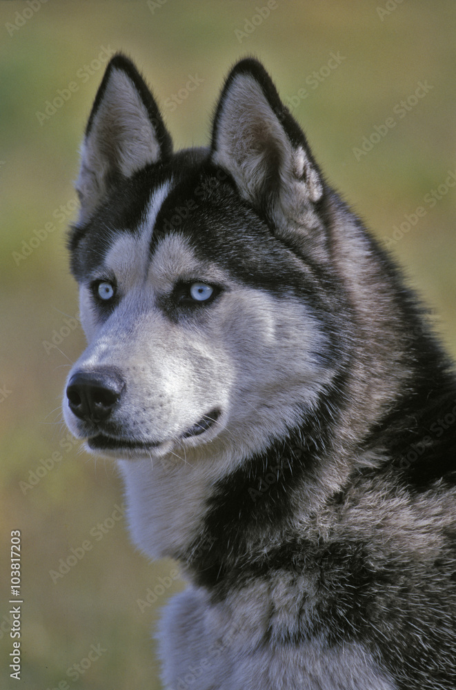 Beautiful Siberian Husky portrait