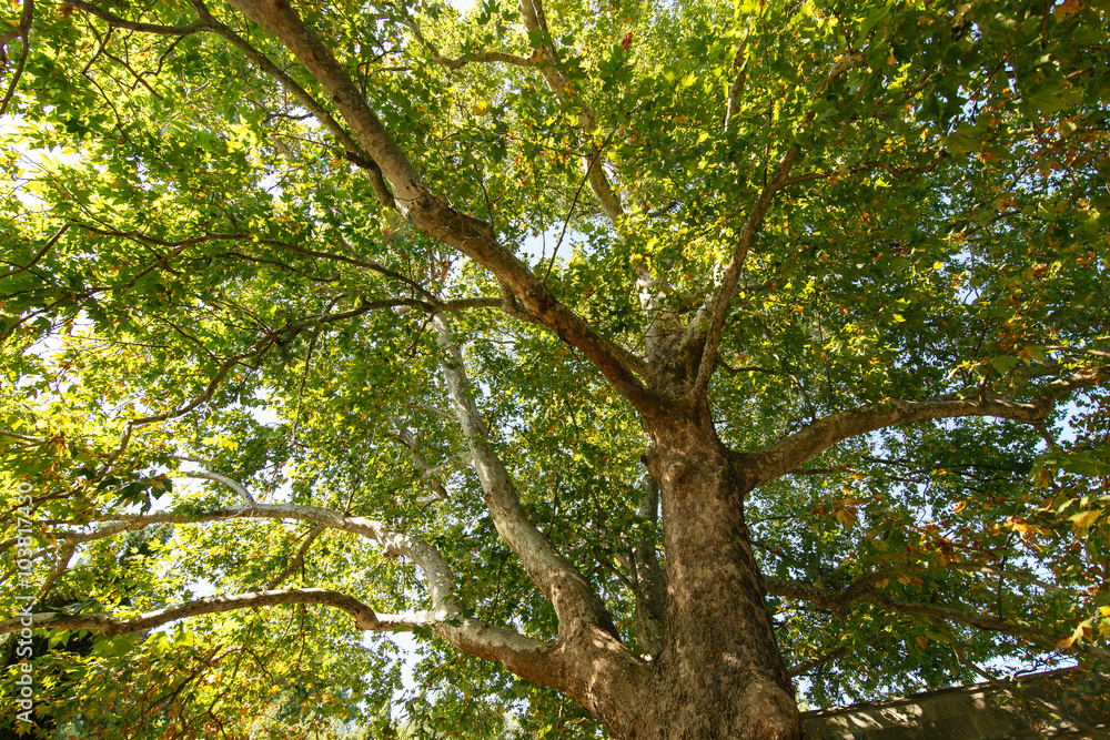 big old maple tree in a summer park. big old maple tree in a summer park.