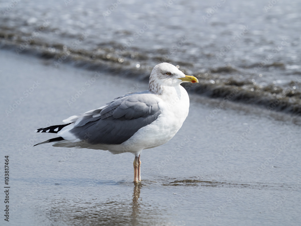 冬の海辺のセグロカモメ 冬の海辺のセグロカモメ