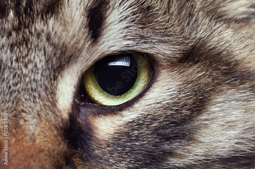 Fototapeta Naklejka Na Ścianę i Meble -  Cat eye in close up photo