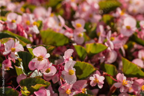 wax begonias in bloom