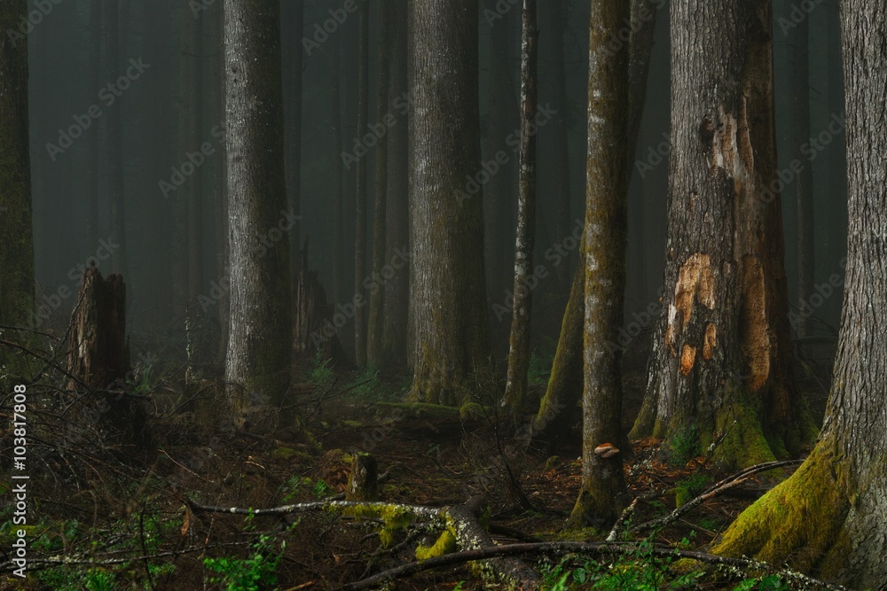 Fototapeta premium In the dark misty forest. Larch Mountain Road, Oregon.