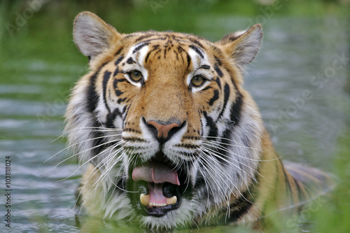 Tiger standing in water, watching