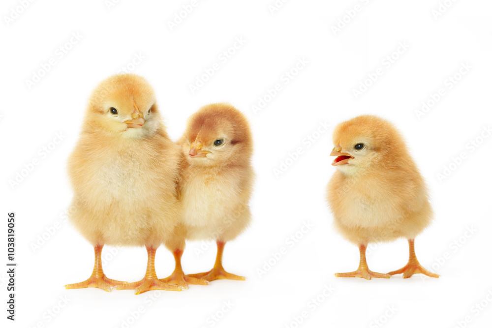 Obraz premium ヒヨコ