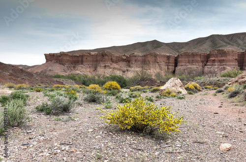 Flowering shrub in the canyon Timerlik, the influx of Charyn, Kazakhstan photo