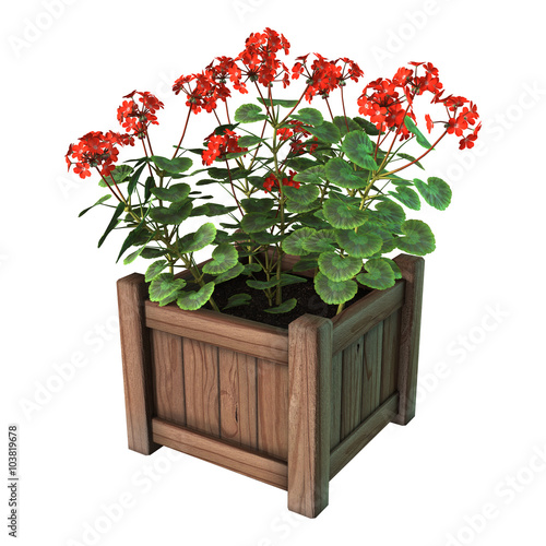 Fototapeta Naklejka Na Ścianę i Meble -  Red Geranium Planter on White