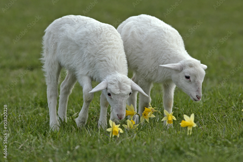 Fototapeta premium Two Lambs in meadow sniffing daffodil flowers