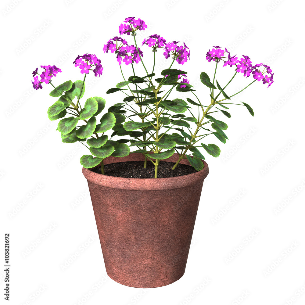 Purple Geranium Pot on White