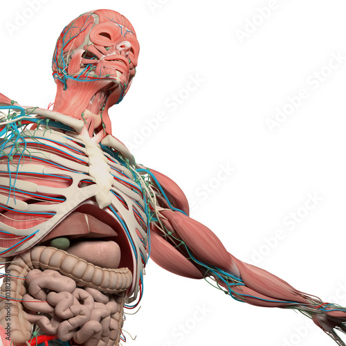 Human anatomy chest, torso, muscle, intestine. On white studio background. photo