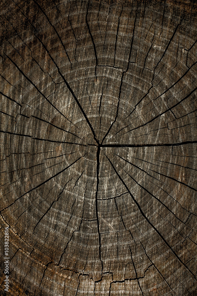 Fototapeta premium Dark scratched wood texture with cracks.vertical Wood texture