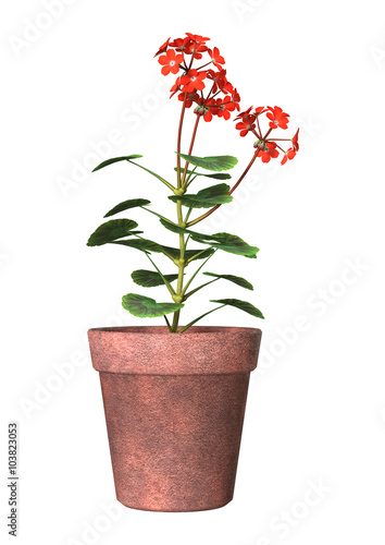 Fototapeta Naklejka Na Ścianę i Meble -  Red Geranium Pot on White