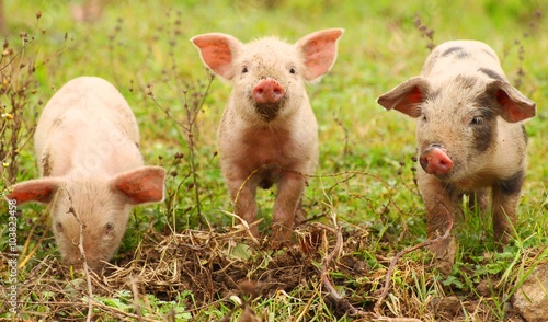 Three funny piglets on farm © Simun Ascic