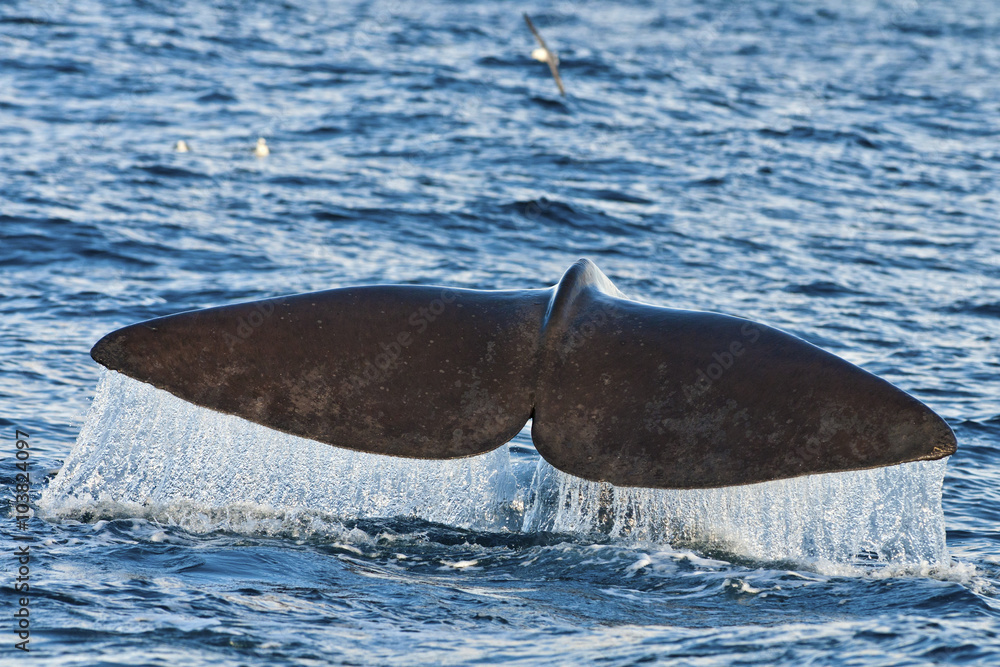 Fototapeta premium whale tail and waterfall