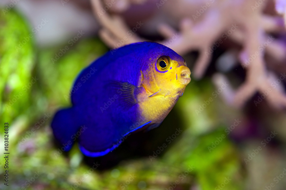Pygmy or Cherub Angelfish, Centropyge argi, from the Caribbean Pygmy or Cherub Angelfish, Centropyge argi, from the Caribbean