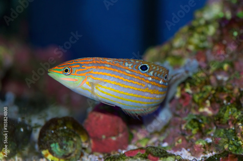 Halichoeres cosmetus, commonly called the Adorned Wrasse, a saltwater fish from the Indian Ocean