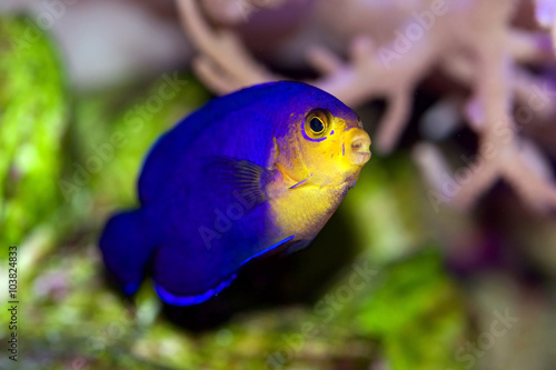 Pygmy or Cherub Angelfish, Centropyge argi, from the Caribbean photo