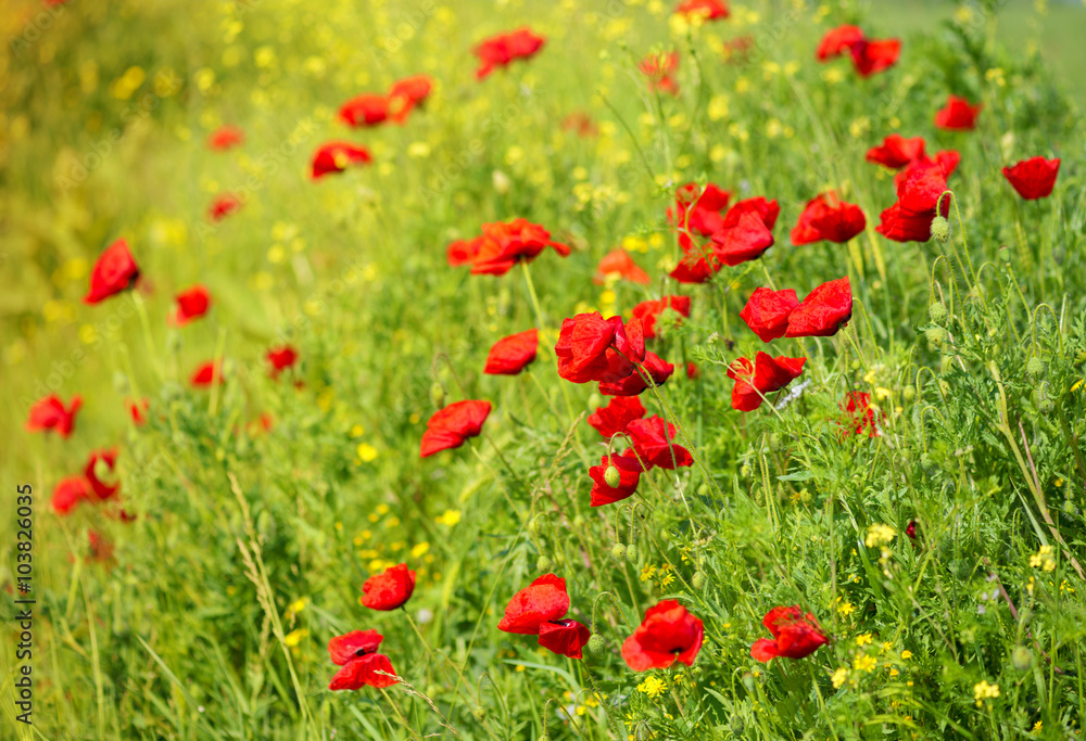 Wild Poppy Flowers on a field in summer