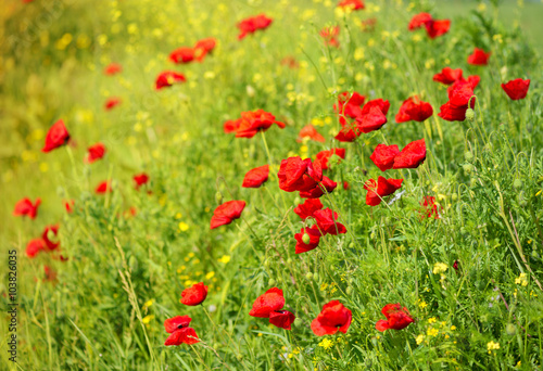 Wild Poppy Flowers on a field in summer