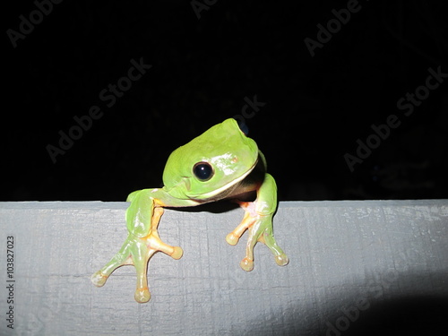 Green Frog