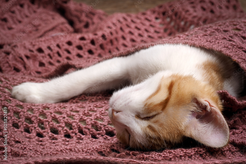 Cute kitten sleeping under a knitted blanket. The cat stretched paws Cute kitten sleeping under a knitted blanket. The cat stretched paws