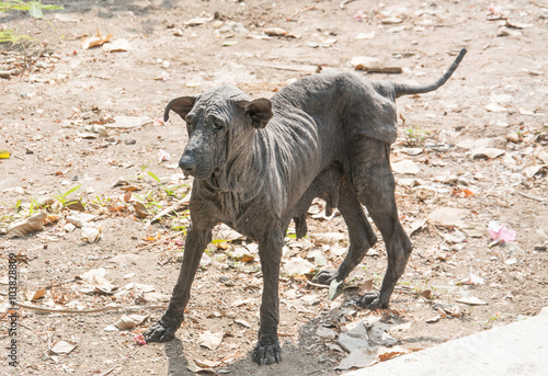 Quadro em tela The mangy dogs and hairless